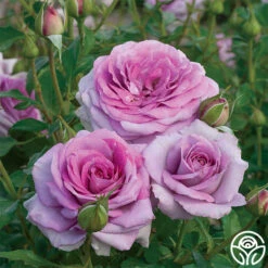 Violet's Pride™ -Heirloom Roses 1