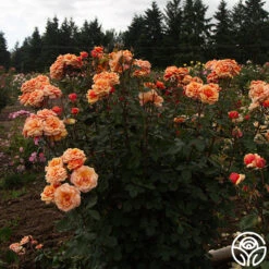 About Face™ 20 About Face™ -Heirloom Roses About Face 012