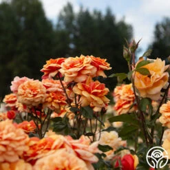 About Face™ 15 About Face™ -Heirloom Roses About Face 02