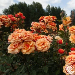 About Face™ 23 About Face™ -Heirloom Roses About Face 03