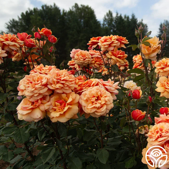 About Face™ 13 About Face™ - Image 11