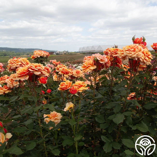 About Face™ 4 About Face™ - Image 2