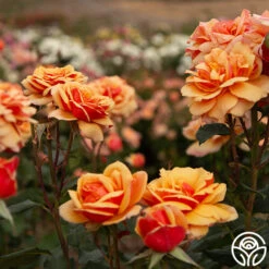 About Face™ 18 About Face™ -Heirloom Roses About Face 05