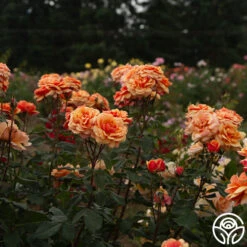 About Face™ 22 About Face™ -Heirloom Roses About Face 06