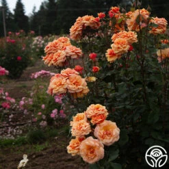 About Face™ 17 About Face™ -Heirloom Roses About Face 07