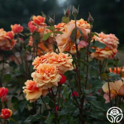 About Face™ 21 About Face™ -Heirloom Roses About Face 08