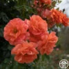 Above All™ 2 Above All™ -Heirloom Roses Above All 1