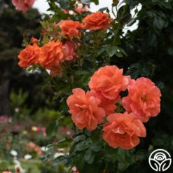 Above All™ -Heirloom Roses Above All 3