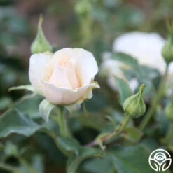 Adriana 7 Adriana -Heirloom Roses Adriana 3