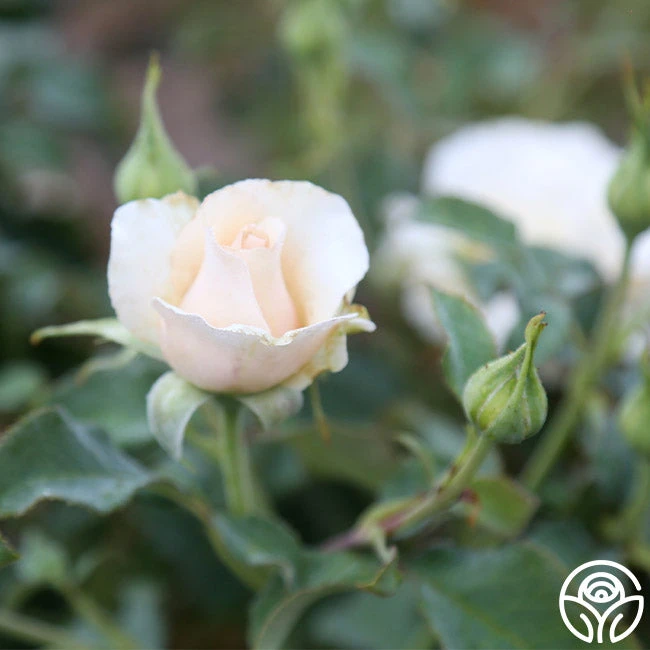 Adriana 5 Adriana - Image 3