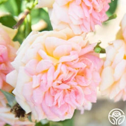 Alchymist -Heirloom Roses Alchymist 111