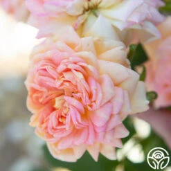 Alchymist -Heirloom Roses Alchymist 12