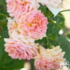 Alchymist -Heirloom Roses Alchymist 123