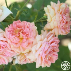 Alchymist -Heirloom Roses Alchymist 13