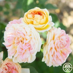 Alchymist -Heirloom Roses Alchymist 14