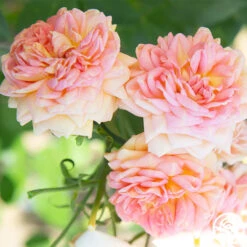 Alchymist -Heirloom Roses Alchymist 16