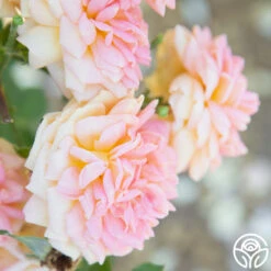 Alchymist -Heirloom Roses Alchymist 17