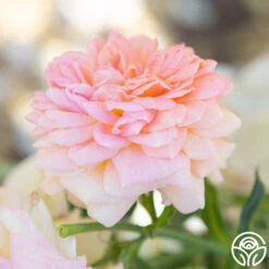 Alchymist -Heirloom Roses Alchymist 18