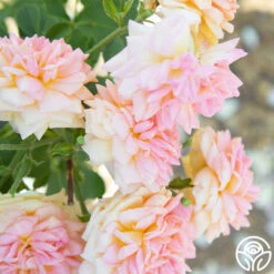 Alchymist -Heirloom Roses Alchymist 19