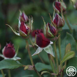 Alec's Red® -Heirloom Roses Alec s Red 11