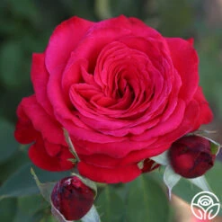 Alec's Red® -Heirloom Roses Alec s Red 21