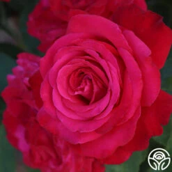 Alec's Red® -Heirloom Roses Alec s Red 23
