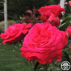 Alec's Red® -Heirloom Roses Alec s Red 34