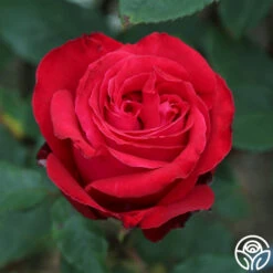 Alec's Red® -Heirloom Roses Alec s Red 37