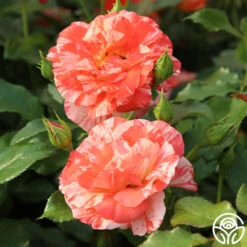 Alfred Sisley -Heirloom Roses Alfred Sisley 12