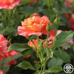 Alfred Sisley -Heirloom Roses Alfred Sisley 14