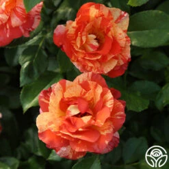 Alfred Sisley -Heirloom Roses Alfred Sisley 15