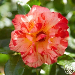 Alfred Sisley -Heirloom Roses Alfred Sisley011