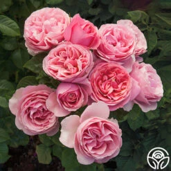 All Dressed Upâ„¢