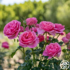 All Dressed Up™ -Heirloom Roses All Dressed Up 1