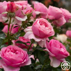 All Dressed Up™ -Heirloom Roses All Dressed Up 3