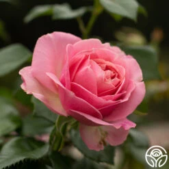 All Dressed Up™ -Heirloom Roses All Dressed Up 4