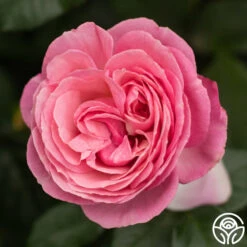 All Dressed Up™ -Heirloom Roses All Dressed Up 6