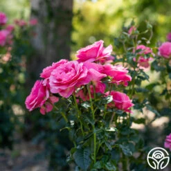 All Dressed Up™ -Heirloom Roses All Dressed Up2