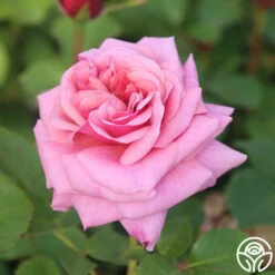 Aloha -Heirloom Roses Aloha 13