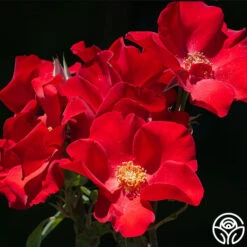 Altissimo® -Heirloom Roses Altisimo 112