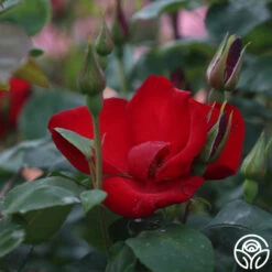 Altissimo® -Heirloom Roses Altisimo 12