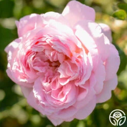 Amazing Grace™ 21 Amazing Grace™ -Heirloom Roses Amazing Grace 19