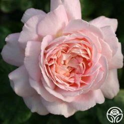 Amazing Grace™ 27 Amazing Grace™ -Heirloom Roses Amazing Grace 221