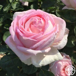 Amazing Grace™ 26 Amazing Grace™ -Heirloom Roses Amazing Grace 23