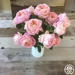 Amazing Grace™ 19 Amazing Grace™ -Heirloom Roses Amazing Grace 256