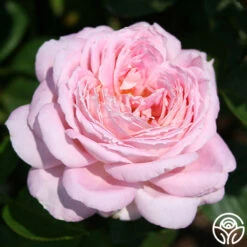 Amazing Grace™ 20 Amazing Grace™ -Heirloom Roses Amazing Grace 29