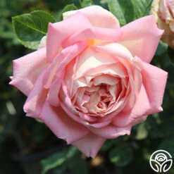 Amazing Grace™ 18 Amazing Grace™ -Heirloom Roses Amazing Grace 17