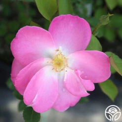 Angelina -Heirloom Roses Angelina 4