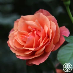 Anna's Promise 9 Anna's Promise -Heirloom Roses Anna s Promise 11