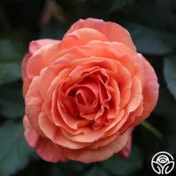 Anna's Promise 8 Anna's Promise -Heirloom Roses Anna s Promise 12